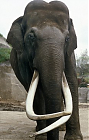 У Індыі шукаюць слана — сэрыйнага забойцу на сэксуальнай глебе
